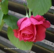 Rose Catherine Guillot Foto Christine Meile