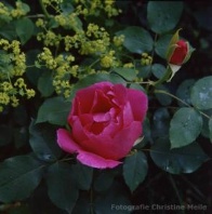 Rose Druschki Rubra Foto Christine Meile