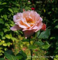 Rose Nymphenburg Foto Meile