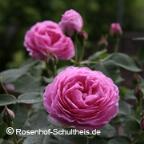 Rose Prince Napoleon Foto Rosenhof Schultheis