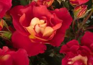 Rose Bright Breezy Foto Rosen-Union