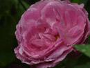 Rose Bantry Bay Foto Rusch