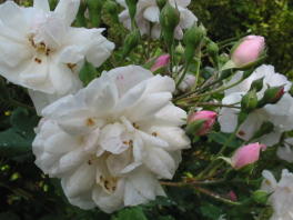  Blush Noisette Rose Foto Wolfgang Brandt