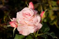 Rose Bridal Pink Foto Wikipedia