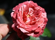 Rose Brownie Foto Groenloof