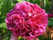 Rose Double Brique Foto Groenloof