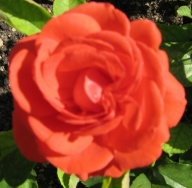 Rose Irish Wonder Foto Mail-Brandt