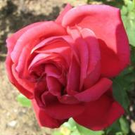 Rose Karl Herbst Foto Mail-Brandt