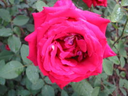 Rose Konrad Adenauer Foto Brandt