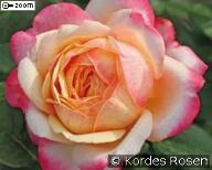 Rose Jubilee Foto Kordes