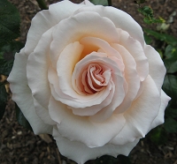 Rose Pearl Abundance Foto Brandt