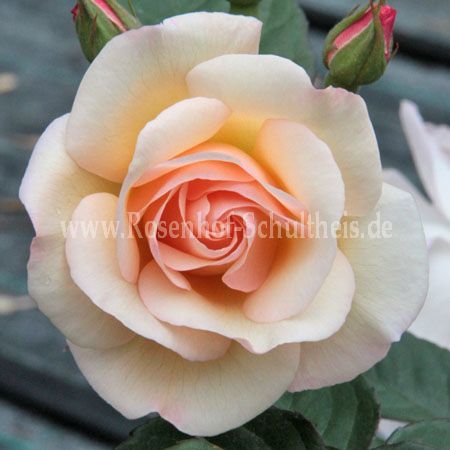 Rose: Penelope Foto Schultheis