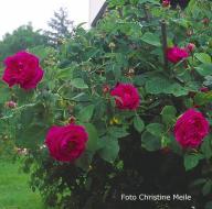 Rose Mme Ferdinand Jamin Foto Meile