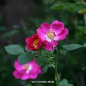 Rose Amy Robsart Foto Christine Meile