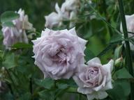 Rose Amethyst (Urban) Foto Myroses