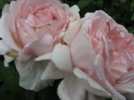 Rose Andre Le Notre Foto Brandt