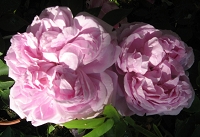 Rose Archiduchesse Elisabeth d`Autriche Foto Brandt