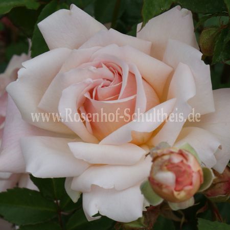 Rose Arethusa Foto Schultheis