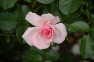 Rose Markgräfin Wilhelmine Foto Wikipedia