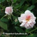 Rose Mlle Cecile Brunner Foto Rosenhof Schultheis