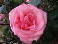 Rose Manuela Foto Rösch