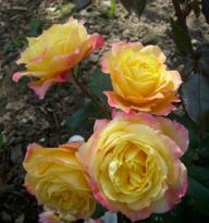 Rose Monique Lestournelle Foto Myroses