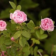 Rose de Meaux Foto Vierländer Rosenhof