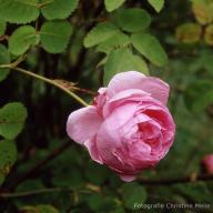 Rose des Peintres Foto Meile