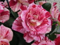 Rose Rachel Louise Moran Foto Brandt