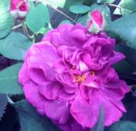 Rose des Maures - Sissinghurst Castle Foto Brandt