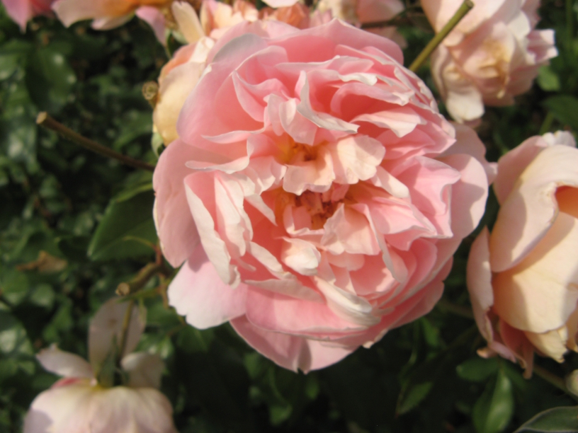 Rose Rosige Zeiten Steinfurther Museumsrose Foto Brandt