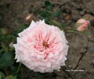 Rose Schwesterchen Foto Meile