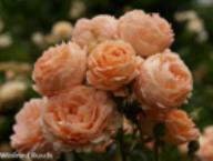 Rose Summer Dream Foto Rusch