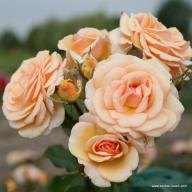 Rose Sweet Honey Foto Kordes