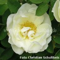 Rose Von Scharnhorst Foto Schultheis