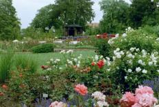 Sangerhausen Europa Rosarium Foto Brandt